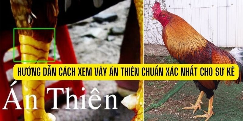 Những vảy gà quý hiếm như vảy án thiên